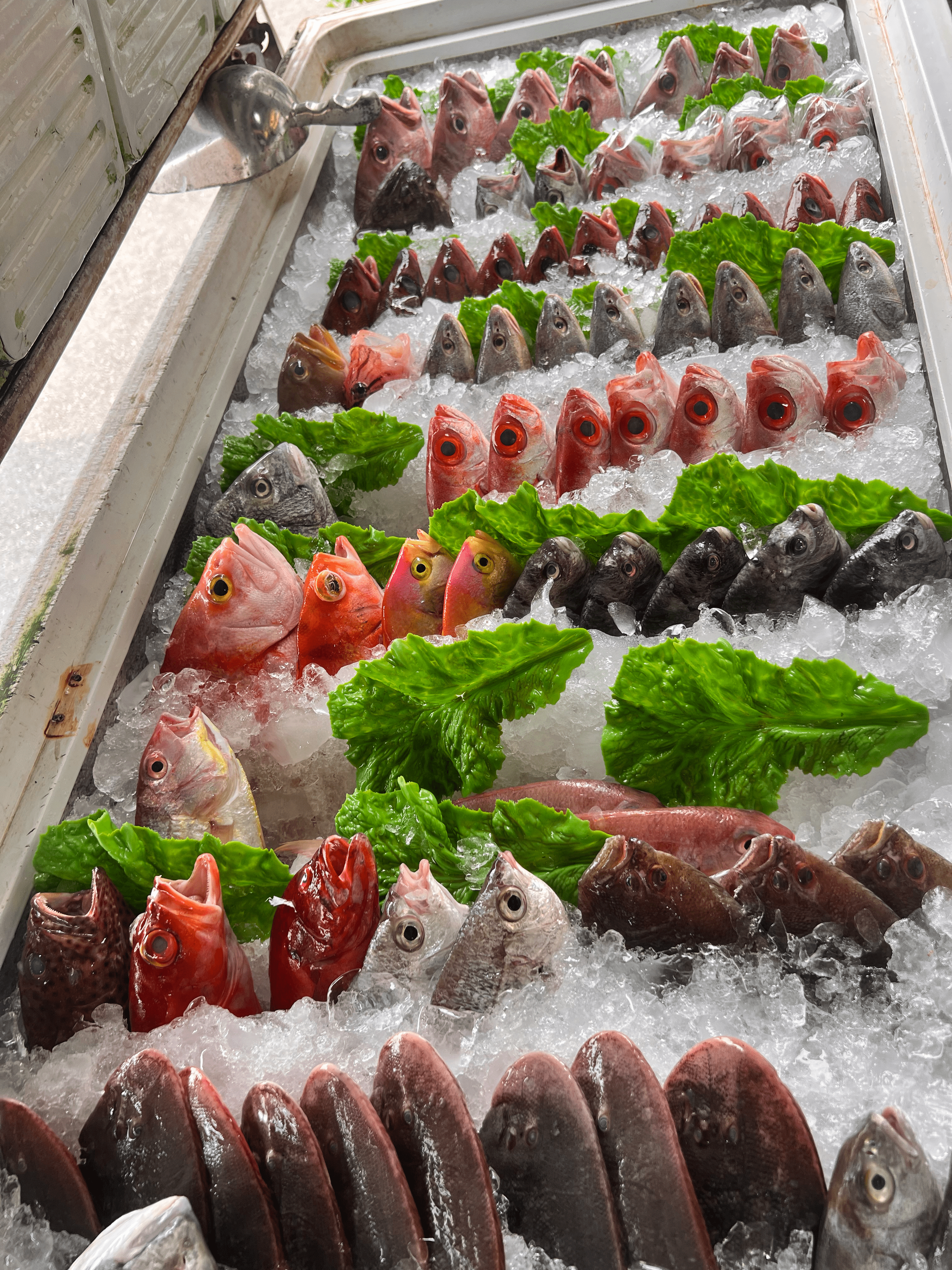 客人在阿慶鮮魚湯挑選鹽埔漁港的現撈東港海鮮